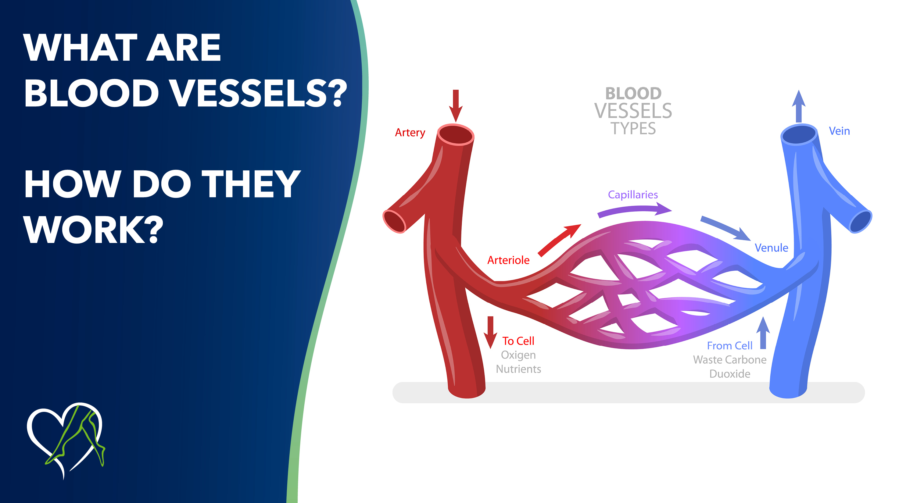 Blog Image What Are Blood Vessels Thumbnail