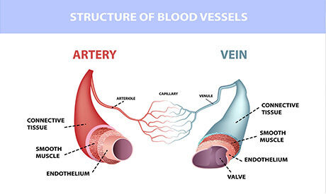 Blog Image Artery Vein Thumbnail