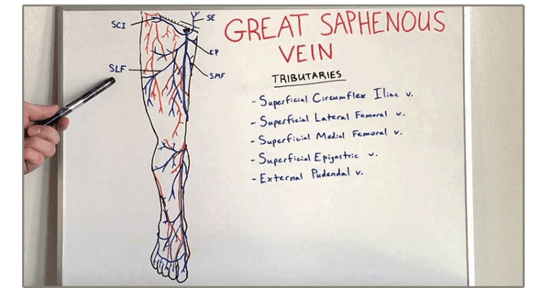 Fișier:Great saphenous vein.png