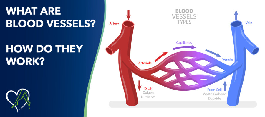 Blog Image What Are Blood Vessels