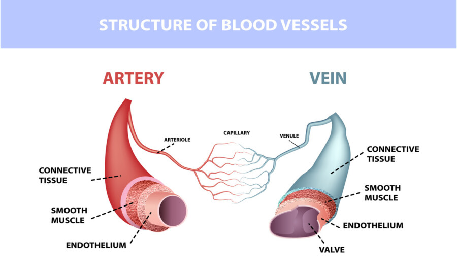 Blog Image Artery Vein jpeg