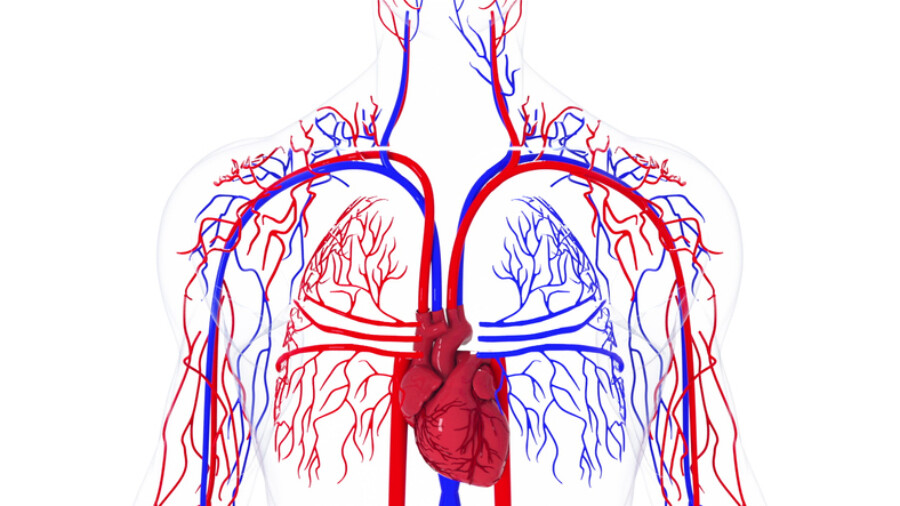 Model of vascular system