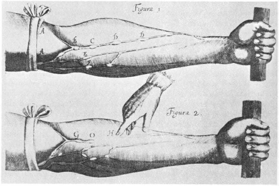 William Harvey 1578 1657 Venenbild Tratamiento de las venas