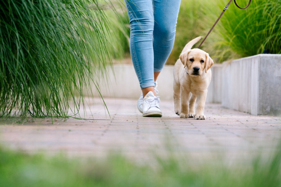 Walking Dog