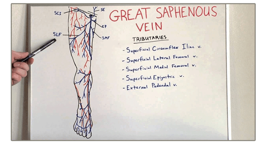 Saphenous vein