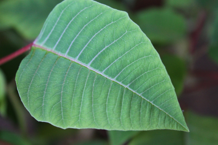 Leaf stock photo